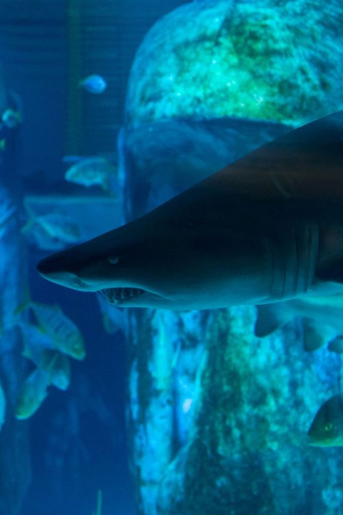 SEA LIFE Centre London Aquarium