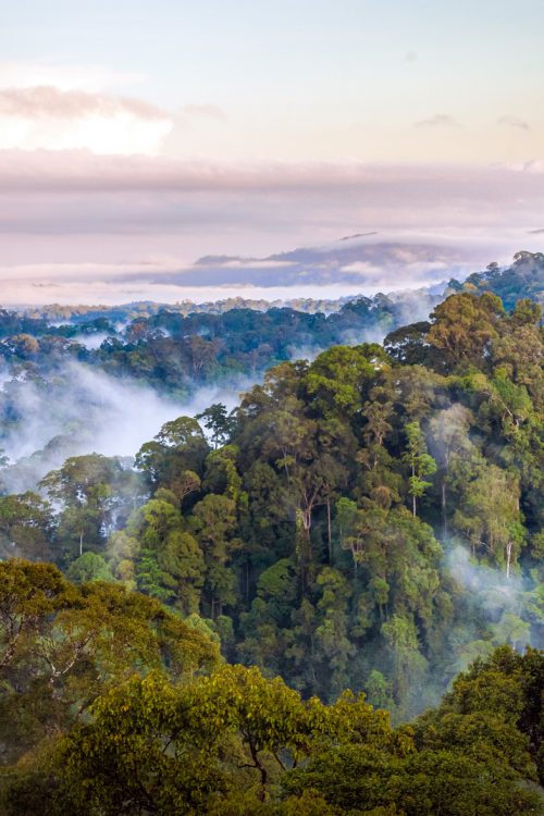 The sound of Borneo rainforest